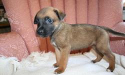 Boxer/Shepherd mix. Ready to adopt on 9/5/2014. I will gladly text pictures. Contact Amy @ 334 524 2657 or abk0125@yahoo.com