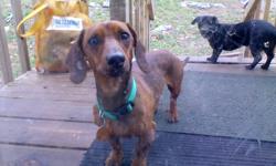 Male dachshund(red), house broken, loves to ride in car, shots and rabies vaccinated, wormed, very sweet but timid around small children.