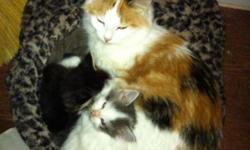 One beautiful female Calico cat and two precious female kittens. All have medium long hair, all shots and healthy. There is a wonderful rescue story behind these babies! Inside only homes please.