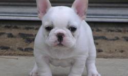 french-bulldog-puppies-for sale.,,Contact Us Directly Via Text Only At - See more at: 3176430215