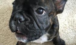 Looking to sell French Bulldog brindle (born 5/3/16)
documentation: health certificate, veterinarian examination, vaccinations included
currently 12 weeks old
pictures available upon request
travel crate and other items included
Please email at