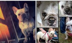 French Bulldog Virgin Breeding Pair Available (both under 3 years)
These are not registered dogs.. and papers really don't matter because they are French Bulldogs.. we sell unregistered puppies for $2000+ all day long..
Call for Details.. NO EMAILS..