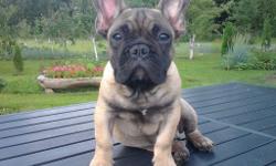 Beautiful, Gorgeous French bulldog puppie, he is the best and biggest puppie we ever had...
Already socialized, playful and super cute. .always happy and playful. Injections are done. Fled, wormed and micro chipped. Extremely good looking dog with lovely