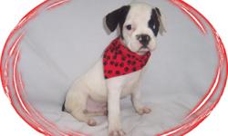 This baby boy is full of pep. He is crazy playful and loves to have fun. His Mom is a French Bulldog and Puggle and Dad is a French Bulldog. He is ready for a new forever family.He is micro chipped. He comes with his first series of shots, wormings and a