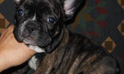 FRENCH BULLDOG PUPPIES AVAILABLE. AKC TOP CHAMPION BLOODLINES. OUR BABIES ARE HOME RAISED AND THE PARENTS ARE HERE TO MEET. PLEASE VISIT OUR SITE WWW.CLASSAKENNEL.COM&nbsp; WE HAVE 2 RED, 1 FAWN, AND A BRINDLE&nbsp;MALE-AND A BRINDLE AND A RED