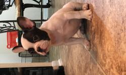 Pied French Bulldog Female
Ready for her new home&nbsp;
9 weeks
Call 832-868-9548 for addition information&nbsp;
&nbsp;
&nbsp;