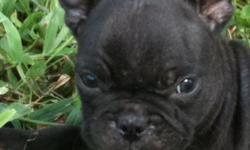 She is half French Bulldog and half Boston Terrier AKA Frenchton. She will be current on shots and wormings $100 deposit to hold until she is 8 weeks. can call or email for more info Thanks can call or email for more info. 561-688-3260