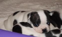 &nbsp;1 puppy left, will be small and cobby, mom is gold and white splash boston and dad is chocolate pied, dad weights 18lbs and mom weights 12, &nbsp;black and white brindlepied female readyfor newhome on Aug 27th , &nbsp;will come current on vaccinse