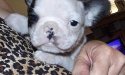 Frenchton's&nbsp; 4 girls and 1 boy 750.00 each. CPR registered, Certified Pet Registry. Up to date on all shots and worming. Mom is French Bulldog (AKC) and Dad is Boston Terrier. Read all about this designer breed on my Group page on face book, Maw and