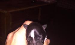 Hi we just had a litter of frenchtons. Very nice some are black and white and seal colored with white pups will have shots and dewormed also can be registered with ckc. Asking 1000.00