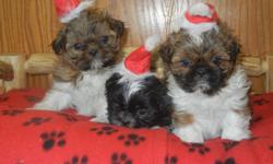 Beautiful AKC registered pups for sale. 3 boys and 3 girls. All will be vet checked, have first shots and deworm, and be genetically tested for defects. These pups have excellent lines. I have plenty of references if desired. Like a big dog in a small