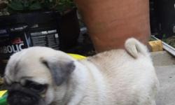 Lovely Fawn Pug puppy for a good home with children have fantastic personalities and is wormed and flead to date need a loving home.leave with first injection, micro chip, vet checked, 5 weeks free insurance, puppy pack, registration and he is flea and