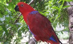 Beautiful and very sweet Female Eclectus Parrot for sale. Her name is Marci, we got her when she was nine months old and now she is almost three.My husband and I are going to school and work and can't give her the time and attention she needs. We want her