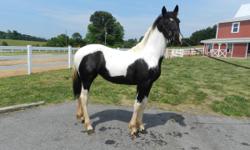 Tequila Sunrise is an August, 2015 Registered Friesian Sporthorse (Friesian x Warmblood). She is very rare and unique to have color ? and we are so excited about her. Just the right markings, she is going to grow be on of the most unique friesian
