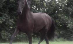 im giving out Joogy my Friesian Gelding mare to another home. she has been a good companion ever since I got her for my wife. She was getting along with Friesian Mare behind my yard. It was not a surprise when I took her out for the first walk with my