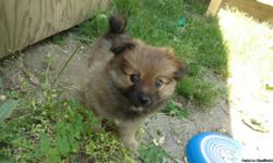 1/2Teacup Pomeranian 1/2 Pomeranian puppy. 9 weeks old up to date on shots. Male. Very friendly and great with kids. Brown black and grey fur.