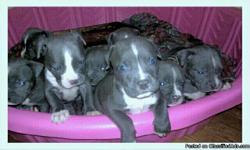 6 week old blue pittbull puppies had 11 down to 5. they have their first shots. any questions please call 0r