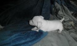 i have 3 full blooded jack russell pups that are 6 weeks old and ready to go.. the 50 dollars is a rehoming fee, so, I am at ease they are going to a good home.. there are 2 females which will be smooth coat and one solid male that i think will be a rough