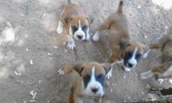 Full Blood Boxer puppies,2 male, 3 female. $250.00 7 weeks old eating dry puppy food and drinking on their own. CASH ONLY! Please.
