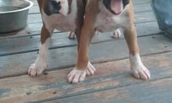 only have 2 full breed boxer puppies left(no papers).they are 2 months old, already have their first shot.&nbsp;