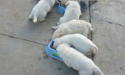 FULL BREED WHITE GERMAN SHEPERDS FOR SALE ASKING FOR $600 BUT WILL TAKE OFFERS! THEY ARE WORTH ABOUT 1K EACH BUT WE DONT HAVE THE PAPERS! 6 WEEKS OLD 6 BOYS & 2GIRLS PLEASE CONTACT ME ASAP IF INTERESTED LOCATED IN FONTANA CA, (909) 568-6886 ASK FOR AMY