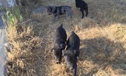 Full Hangin Tree pups
2 black males
1 blue male
1 black female
dam full Blue Hangin Tree
&nbsp;sire full &nbsp;black Hangin Tree
working stock dogs
ready 26 June
shots
docked tails
dew claws removed
wormed
&nbsp;