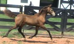 Georgian Grande Weanlings for sale;
The Georgian Grande horse has the elegance and noble bearing of the saddlebred perfectly blended with the size, good bone and calm disposition of the Friesian or draft. It carries itself with an attitude that eludes