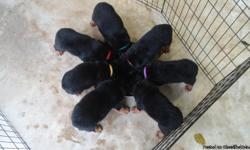 Five German Rottweiler AKC Registered w/ Champion Bloodline For Sale. These are some very exceptional puppies. They are huge, with block heads. They have an outstanding pedigree. They have been dew clawed and tails have been docked. I have only 2 males