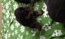 Championship background German Rottweiler puppies Akc registerd Call or text for more info --