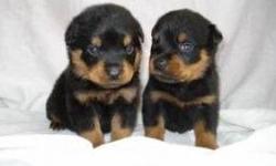 Beautiful German Rottweiler Puppies avail. only 1 male and 2 females left. parents on site. small family breeder. our dogs r our family! we raise our pups for size and temperment. dad is 160 mom is pre preg wt 110. beautiful mahagony and black markings.