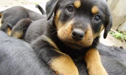 All breedings are carefully planned from Rottweilers with sound and stable temperments. Champion bloodlines and pedigrees are the foundation in producing these quality Rottweilers. The puppies that are produced are cared for around the clock and are given