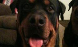 Hi! Iam looking for a big beautiful female german rottweiler to breed with my 2 & a half year old male.All we ask is our pick of the litter.He is a very sweet boy & loves kids & other animals.He is a BIG GENTAL GIANT! He's a big part of our family!!!) His