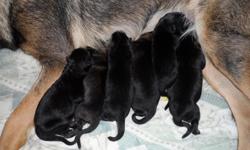 AKC Registered German Shepard puppies with pedigree.&nbsp; 2013 National Work Dog Champion bloodline.&nbsp; Born October 21st.&nbsp; Will be ready December 16th.&nbsp; Excelent Christmast gift.&nbsp; 4 Males, 2 Females.&nbsp; 4 Bi-colored, 2 sable.&nbsp;
