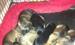 selling 12week old german sheperd puppies coming from loving home litter of 8 first time mommy puppies are house trained but love playing with toys email me at spresha27@yahoo.com or FB me at Charesse Turner Holsey... AKC papers puppies are eating Natural