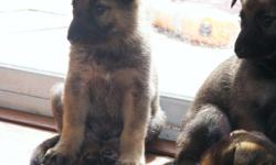 9 weeks old AKC registered German Sheperd puppies...Beautiful dogs!!
$300.00