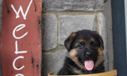 Exceptional German Shepherd puppies 2 male 3 female,black and red.
sch3 pedigree.we waited 3 years for this planned litter.AKC reg.
pictured puppies ARE available,but not for long.call 1-951-384-9738
