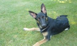German Shepherd AKC male, 5month old, black and tan, all shots, create trained, loves to go for walks and rides. Call 585 889 8785.