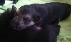 Just in Time for Christmas!
BEAUTIFUL AKC Champion Bloodline GS puppies&nbsp; DOB 9-24-14
Snow White, Black, Black/Tan
Males and Females
Vet Certified, Current vaccines, De-wormed at time of adoption
250$ deposit non-refundable
Credit cards excepted