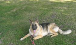 Gretel is a one year old unspayed pure bred CKC German Shepherd Female who LOVES people, kids, and other animals.
She is completely housebroke, very trustworthy in the house when gone.
Black and Tan.
Both parents on property.
She will need Second Rabies