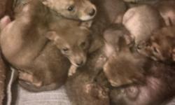 I have a litter of 7 Coyote/German Shepherd mix puppies (7 males). The breed has been CONFIRMED by their vet as a MID-HIGH CONTENT litter, meaning they are at least 50% coyote. They are orphans but all have been hand reared, bottle fed and properly