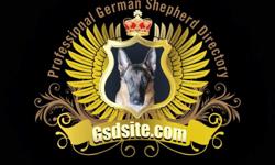 Professional German Shepherd Directory&nbsp;
If you have German Shepherd Puppies to sell or are a German Shepherd Breeder, Trainer, Kennel then you should list on our German Shepherd Dog Directory site.
This site is dedicated to the German Shepherd Dog