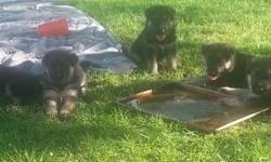 Our Shepherds are family members. There are no
kennels. Both parents are very protective and of
sound temperament. Very affectionate and
loving. Excellent breeding with both show and
working class background. These are happy, healthy
puppies that are very