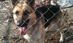 1 blk/tan male/1yr old/neutered/Vetted/heartworm Neg./Gets along with kids and dogs. No cats
1 grey/sable male/1.5 yrs old/neutered/Vetted/heartworm Neg./Gets along with kids and dogs. No cats
1 blk/tan female/10mths/Vetted/heartworm Pos. but going threw