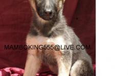 German Shepherd Female Pup 3 MONTH Old, GETS ALONG WELL WITH OTHER DOGS, GREAT AROUND WITH KIDS, SHE VERY SWEET, NOBLE AND LOYAL, NOT AGRESIVE IN ANYWAYÂ´S Has Been Given First Set Of Multiple Shot Against Parvo And Parasites, Also Been Dewormed More