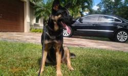 german shepherd female black and brown 9 months old all immunization done, clean and well balanced, house broken, good with kids, microhip id from home again, good for protection or companion, 100% german peddigree call Alice at ( )-