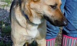 Paula is a two year old German Shepherd female. She is housebroken and knows her basic commands. She has a sweet disposition and is great with children but she does not play well with other German Shepherd females.
Call Rick at 863-452-1777