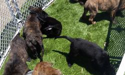 12 week old German Shepherd lab mix puppies. 1 male and 1 female left. Both fully black, has 2 set of shots and ready for a home.