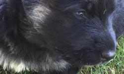Born May 18th, black and silver markings. Friendly and out going. Will receive one shot day he leaves since mother's milk antibodies destroy the effect of vaccination, according to my vet. AKC registerable and you can meet with both parents, and aunt. My