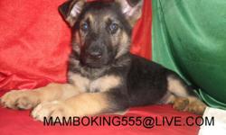 GREAT GERMAN SHEPHERD PUPPY , IS LOOKING FOR THAT WONDERFULL HOME WITH A BIG YARD, VERY ACTIVE PUP, PLAYFULL, LOVES CHILDREN, WILL BECOME AN EXCELLENT GUARDIAN, HIS VERY SWEET AND NOBLE, GETÂ´S ALONG WELL WITH OTHER DOGS, HE IS HOUSE BROKEN, AND POTTY