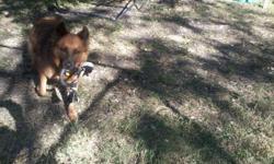 I have a beautiful GSD mix. His name is Wolverine, and he has been neutered, microchipped, and vaccinated.
I found him on Craigslist about a year ago. We were looking for a GSD (we really love the breed) mix that was good with kids. The owner lied and